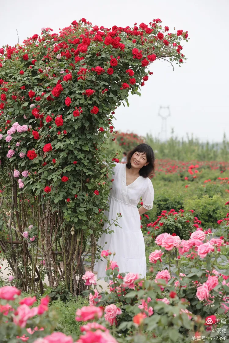 玫瑰玫瑰我爱你第二集